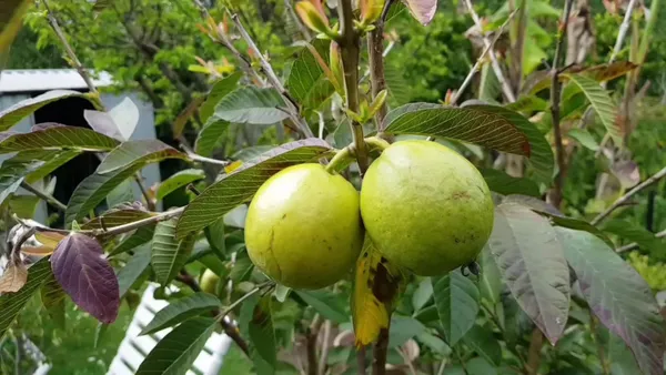 Guava_Plant_(Hybrid,_Pack_of_1)