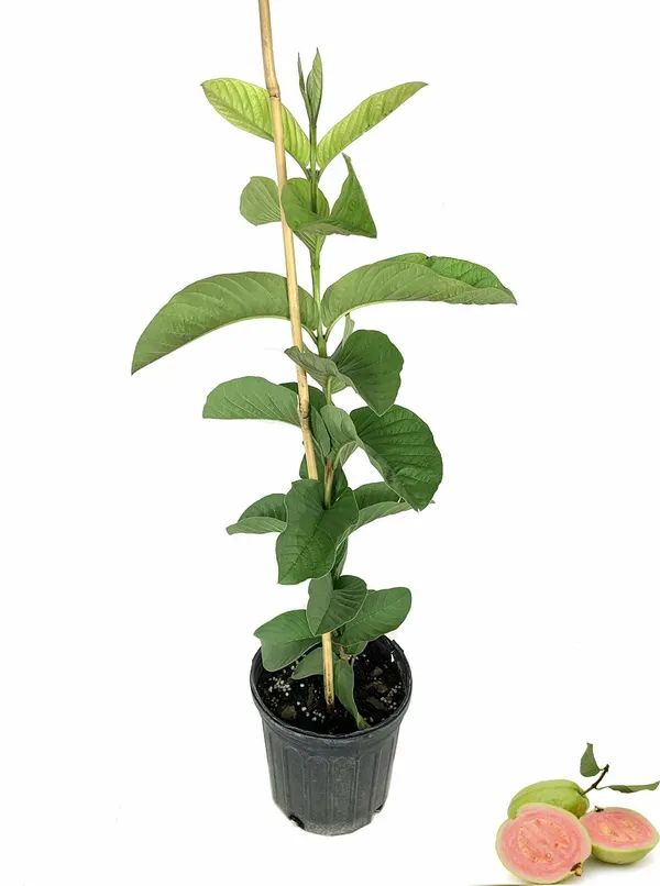 Guava_Plant_(Hybrid,_Pack_of_1)