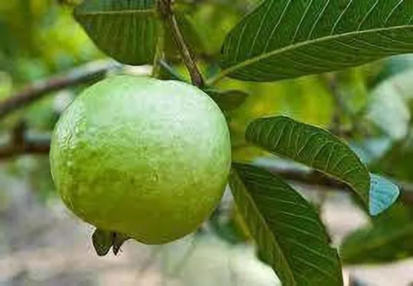 Guava_Plant_(Hybrid,_Pack_of_1)
