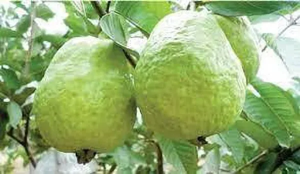 Guava_Plant_(Hybrid,_Pack_of_1)