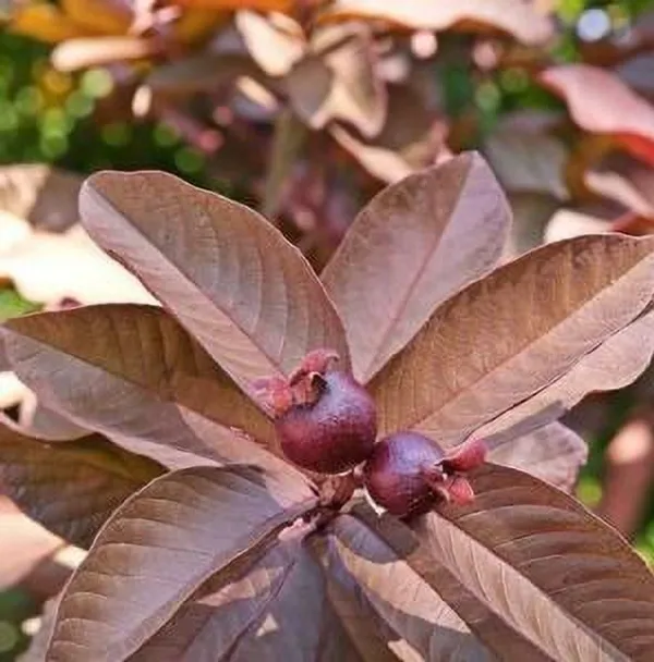 Guava_Plant_(Hybrid,_Pack_of_1)