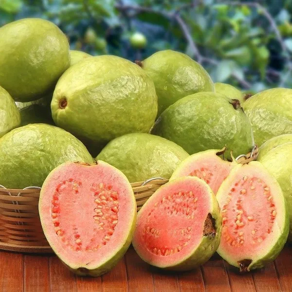 Guava_Plant_(Hybrid,_Pack_of_1)