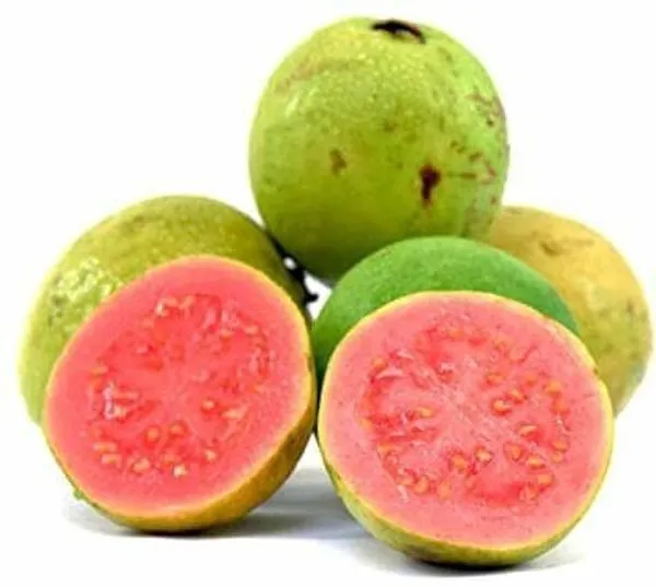 Guava_Plant_(Hybrid,_Pack_of_1)
