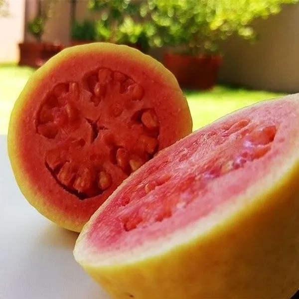 Guava_Plant_(Hybrid,_Pack_of_1)