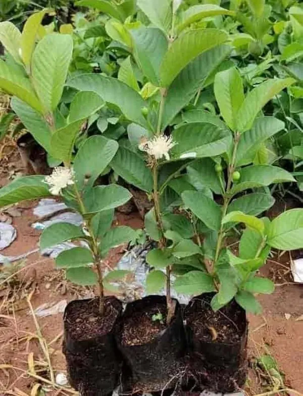 Guava_Plant_(Hybrid,_Pack_of_1)
