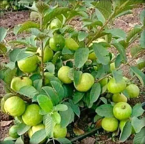 Guava_Plant_(Hybrid,_Pack_of_1)
