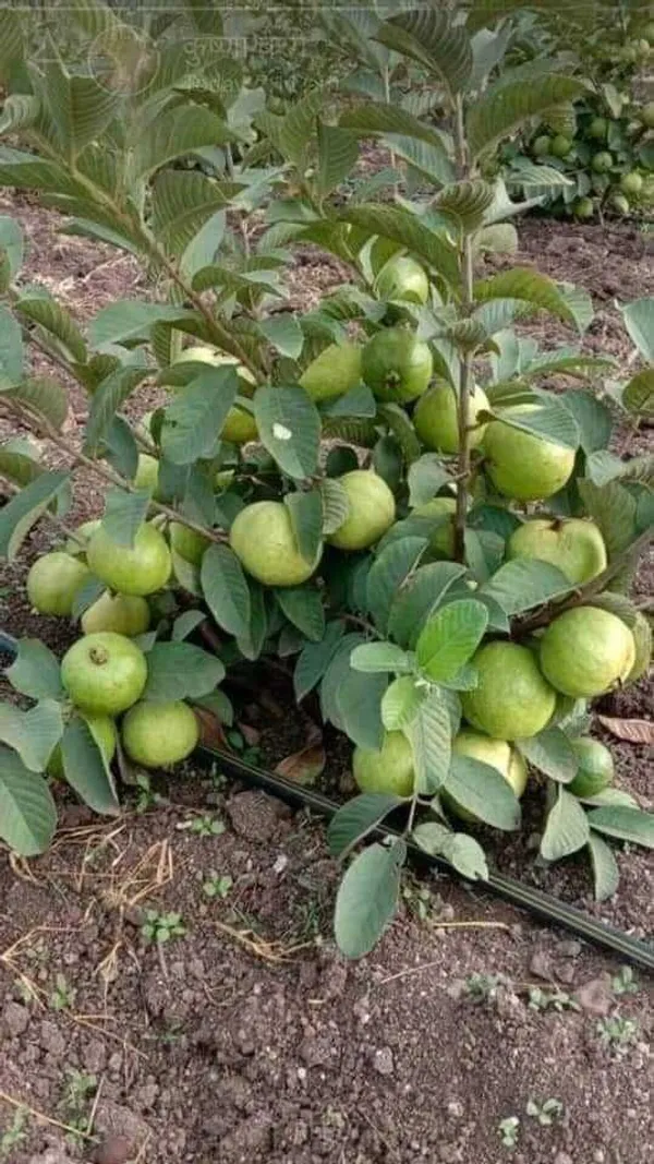 Guava_Plant_(Hybrid,_Pack_of_1)