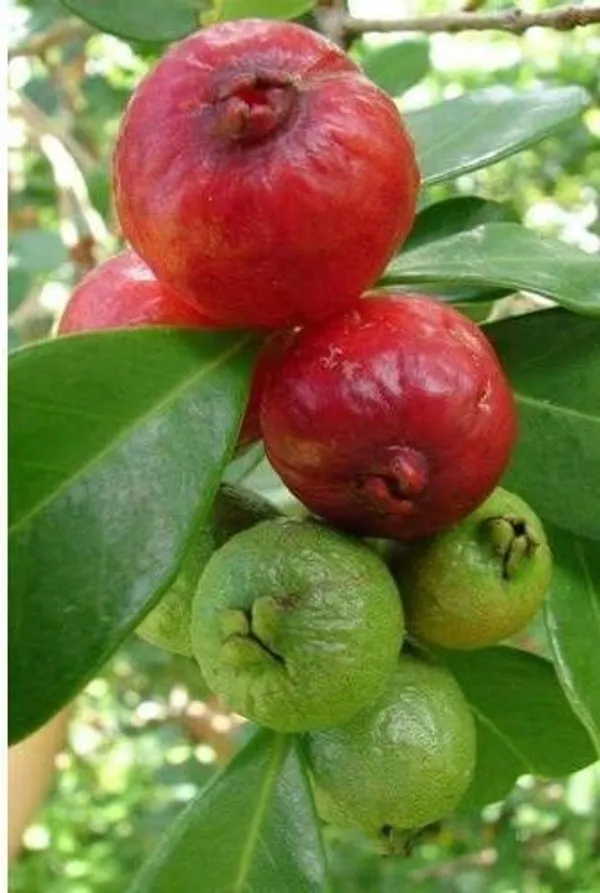 Guava_Plant_(Hybrid,_Pack_of_1)