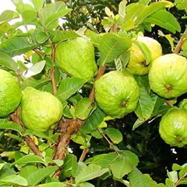 Guava_Plant_(Hybrid,_Pack_of_1)