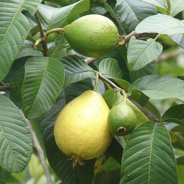 Guava_Plant_(Hybrid,_Pack_of_1)