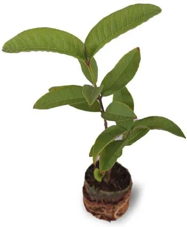 Guava_Plant_(Hybrid,_Pack_of_1)