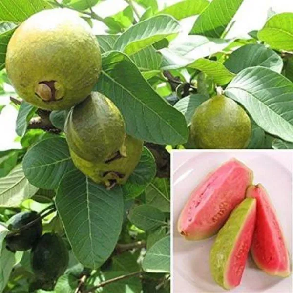 Guava_Plant_(Hybrid,_Pack_of_1)