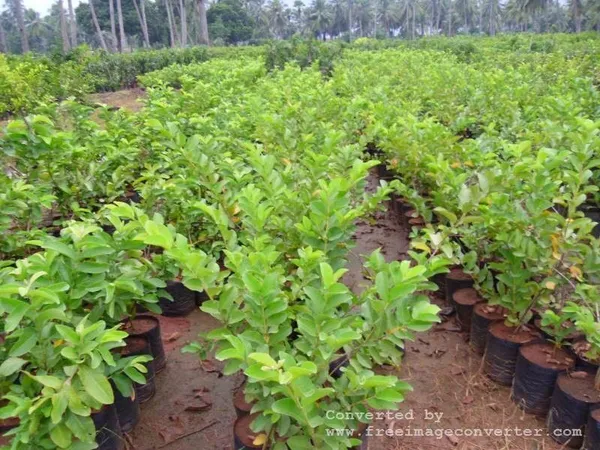 Guava_Plant_(Hybrid,_Pack_of_1)