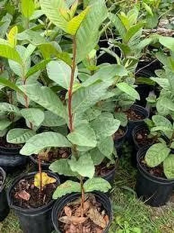 Guava_Plant_(Hybrid,_Pack_of_1)