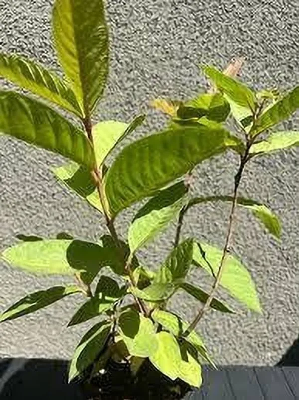 Guava_Plant_(Hybrid,_Pack_of_1)