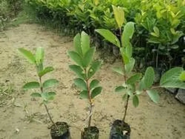 Guava_Plant_(Hybrid,_Pack_of_1)