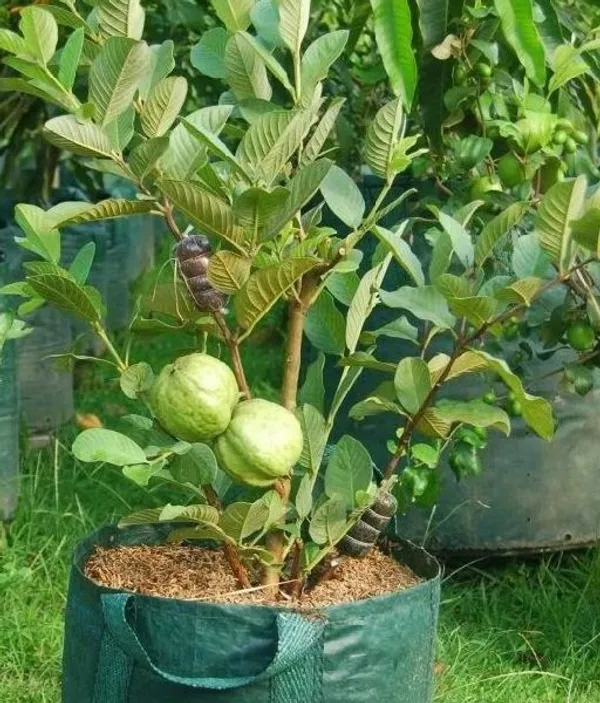 Guava_Plant_(Hybrid,_Pack_of_1)