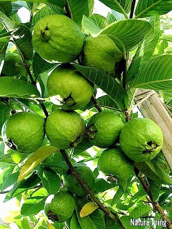Guava_Plant_(Hybrid,_Pack_of_1)