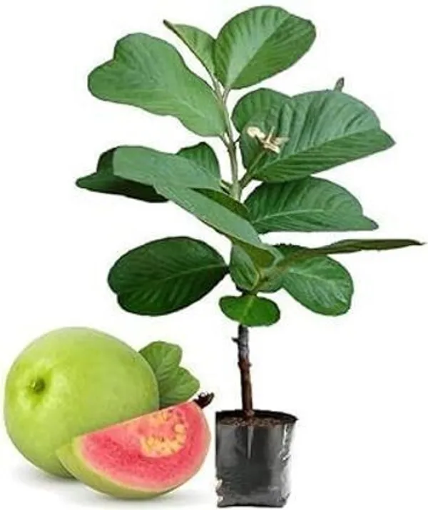Guava_Plant_(Hybrid,_Pack_of_1)
