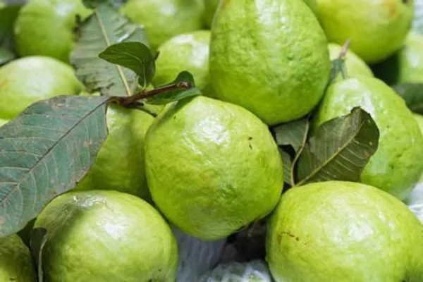 Guava_Plant_(Hybrid,_Pack_of_1)