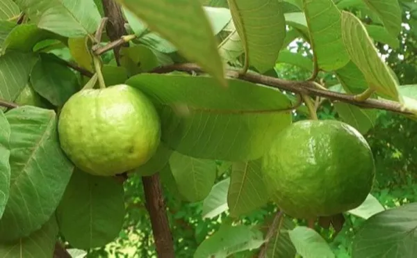 Guava_Plant_(Hybrid,_Pack_of_1)