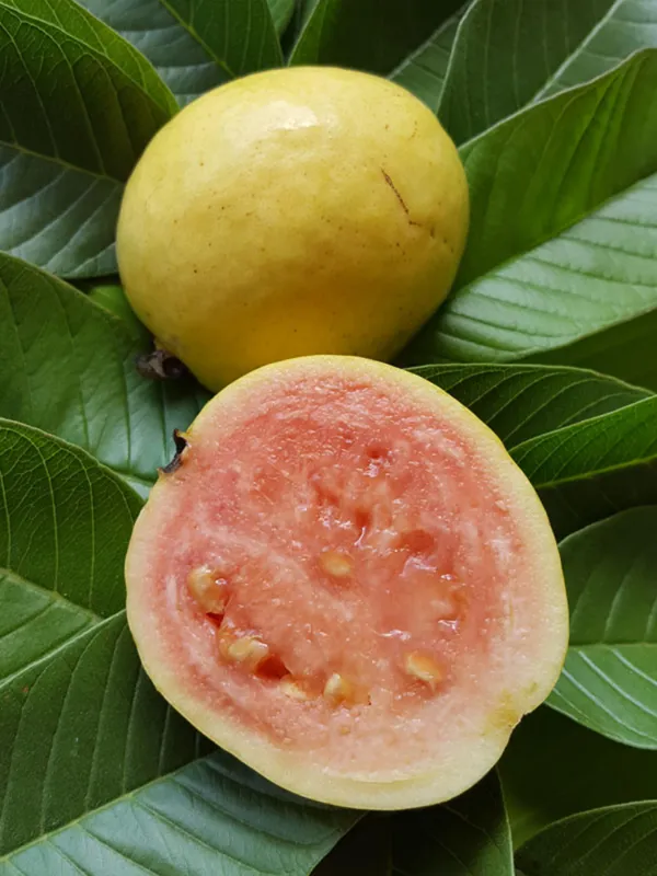 Guava_Plant_(Hybrid,_Pack_of_1)