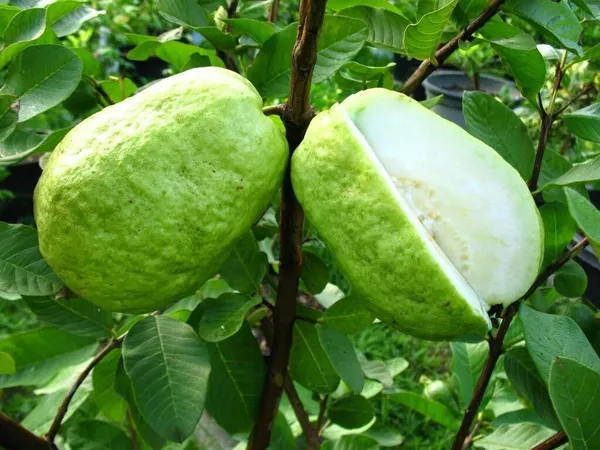 Guava_Plant_(Hybrid,_Pack_of_1)