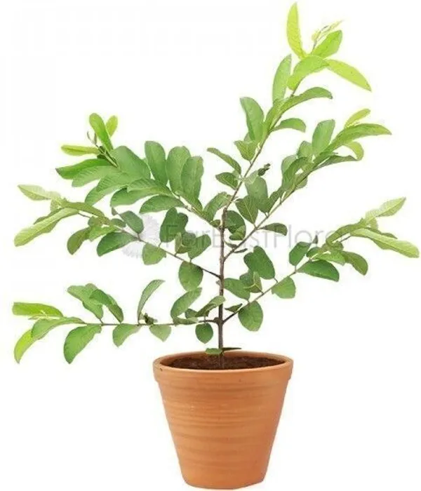 Guava_Plant_(Hybrid,_Pack_of_1)