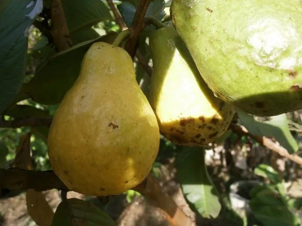 Guava_Plant_(Hybrid,_Pack_of_1)