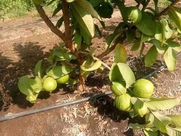 Guava_Plant_(Hybrid,_Pack_of_1)