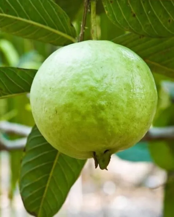 Guava_Plant_(Hybrid,_Pack_of_1)