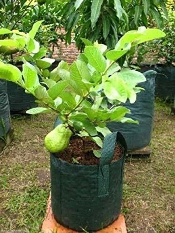 Guava_Plant_(Hybrid,_Pack_of_1)