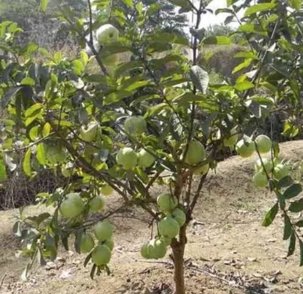 Guava_Plant_(Hybrid,_Pack_of_1)