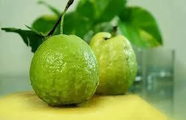 Guava_Plant_(Hybrid,_Pack_of_1)