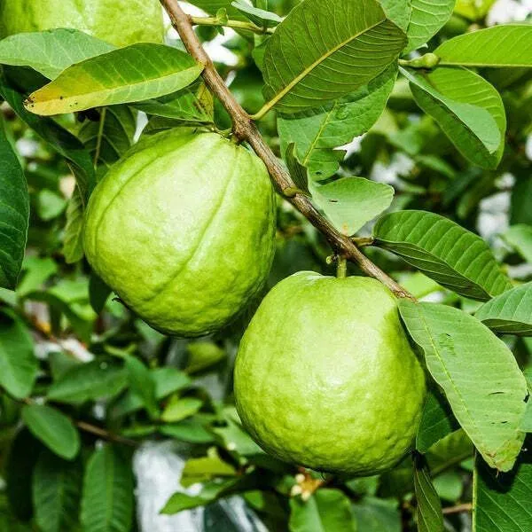 Guava_Plant_(Hybrid,_Pack_of_1)