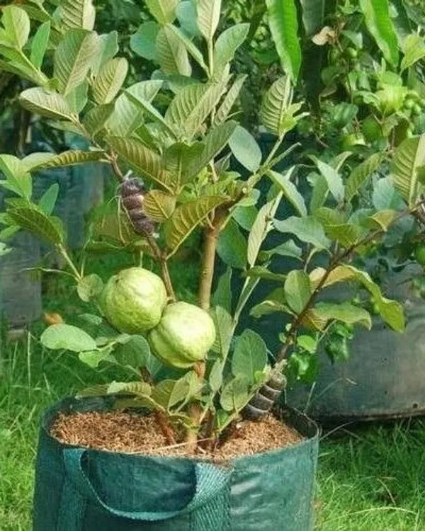 Guava_Plant_(Hybrid,_Pack_of_1)