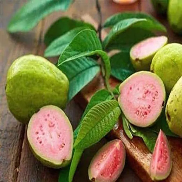 Guava_Plant_(Hybrid,_Pack_of_1)