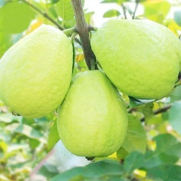 Guava_Plant_(Hybrid,_Pack_of_1)