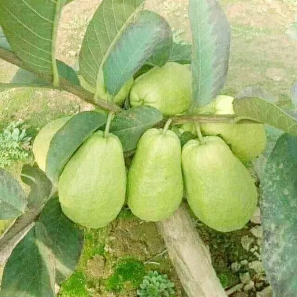 Guava_Plant_(Hybrid,_Pack_of_1)