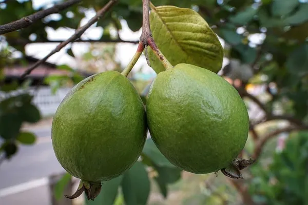 Guava_Plant_(Hybrid,_Pack_of_1)
