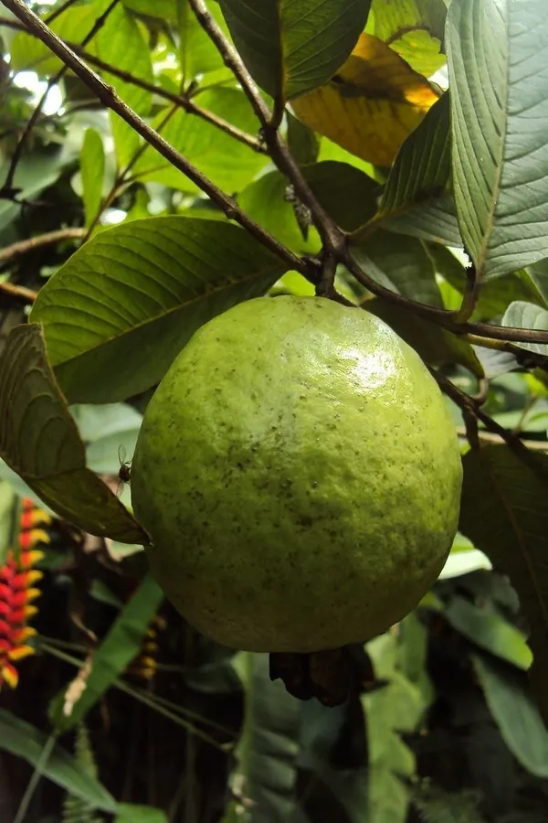 Guava_Plant_(Hybrid,_Pack_of_1)
