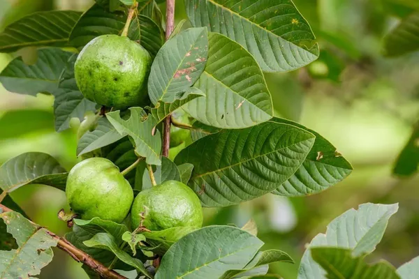 Guava_Plant_(Hybrid,_Pack_of_1)