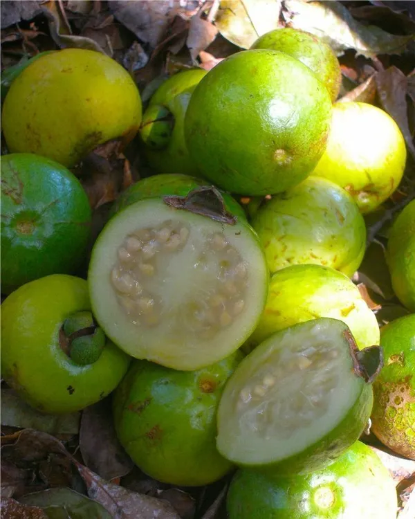 Guava_Plant_(Hybrid,_Pack_of_1)