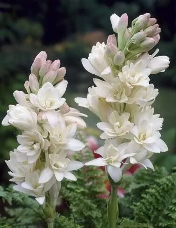 Tuberose/Rajnigandha_Plant_(Hybrid,_Pack_of_1)
