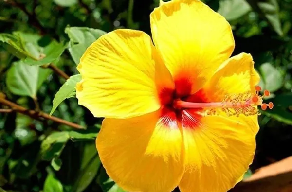 Hibiscus_Plant_(Hybrid,_Pack_of_1)