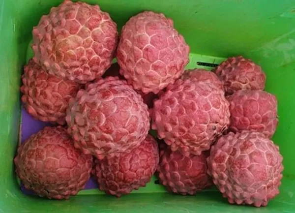 Custard_Apple_Plant_(Hybrid,_Pack_of_1)