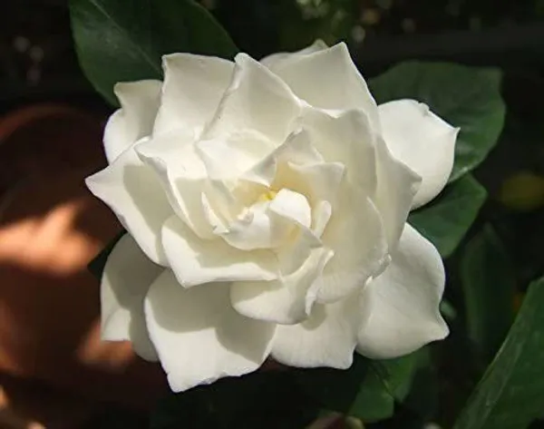 Jasmine_Plant_(Hybrid,_Pack_of_1)