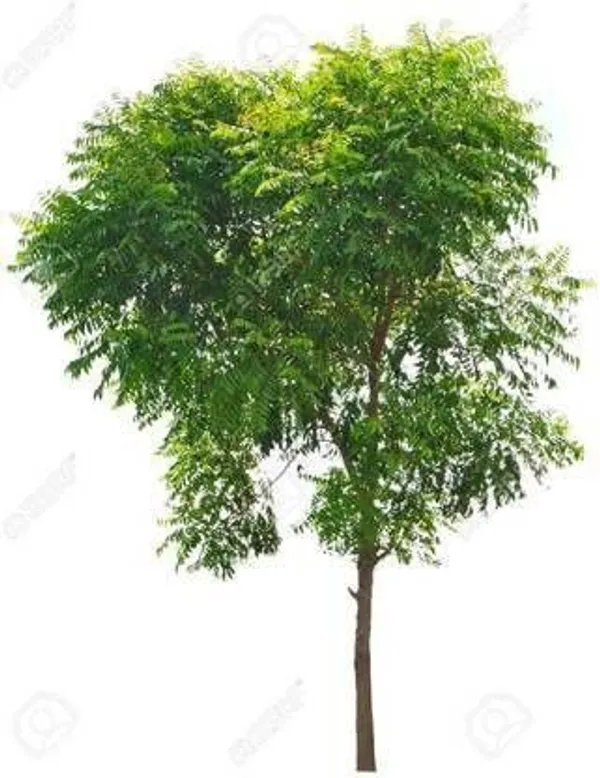 Neem_Plant_(Hybrid,_Pack_of_1)