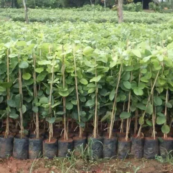 Red_Sandalwood_Plant_(Hybrid,_Pack_of_1)