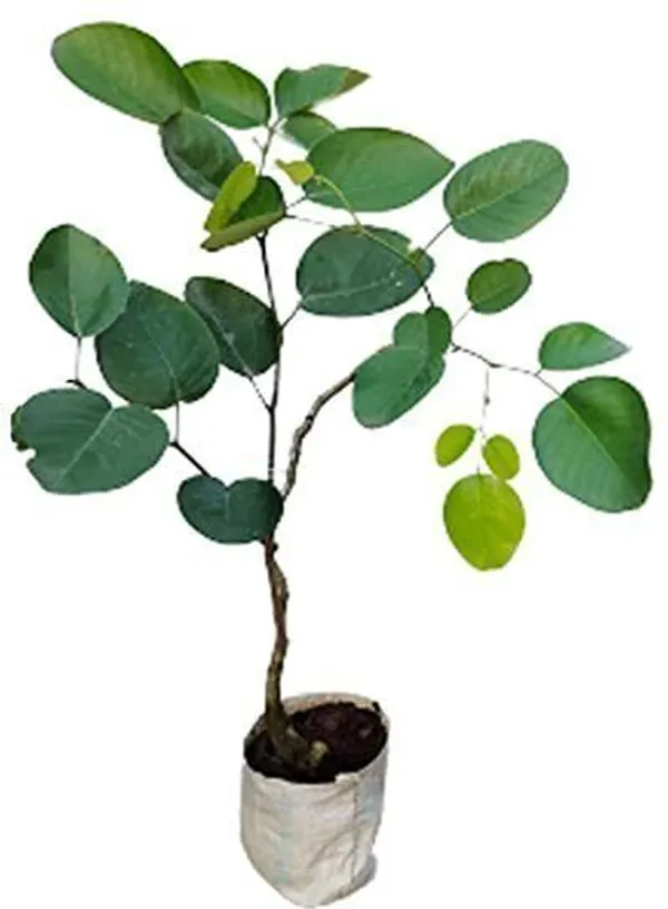 Red_Sandalwood_Plant_(Hybrid,_Pack_of_1)